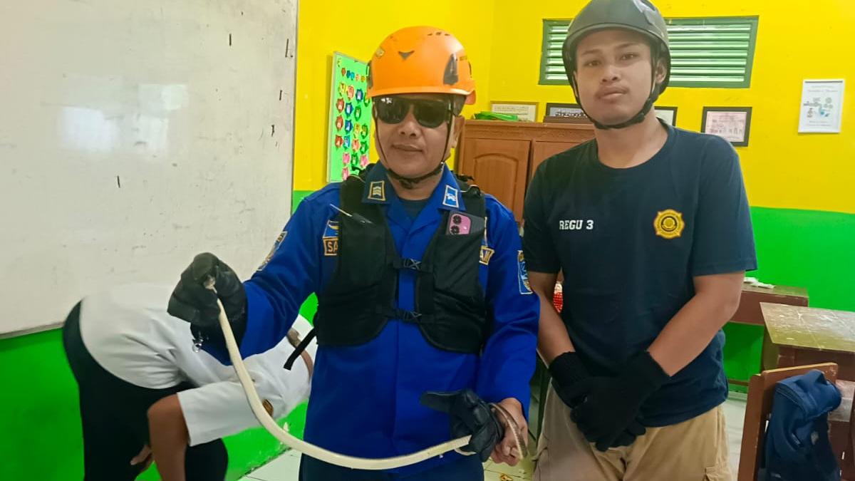 Heboh! Hari Pertama Sekolah, Ular Masuk Kelas di SDN Pengadilan 2 Tasikmalaya