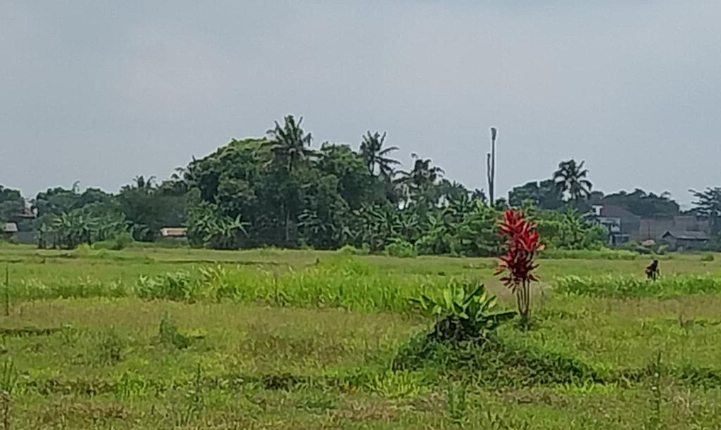 Warga Tasikmalaya Waspada Kemarau Beda Musim, Cuaca Terik Siang Hari, Lahan Mengering