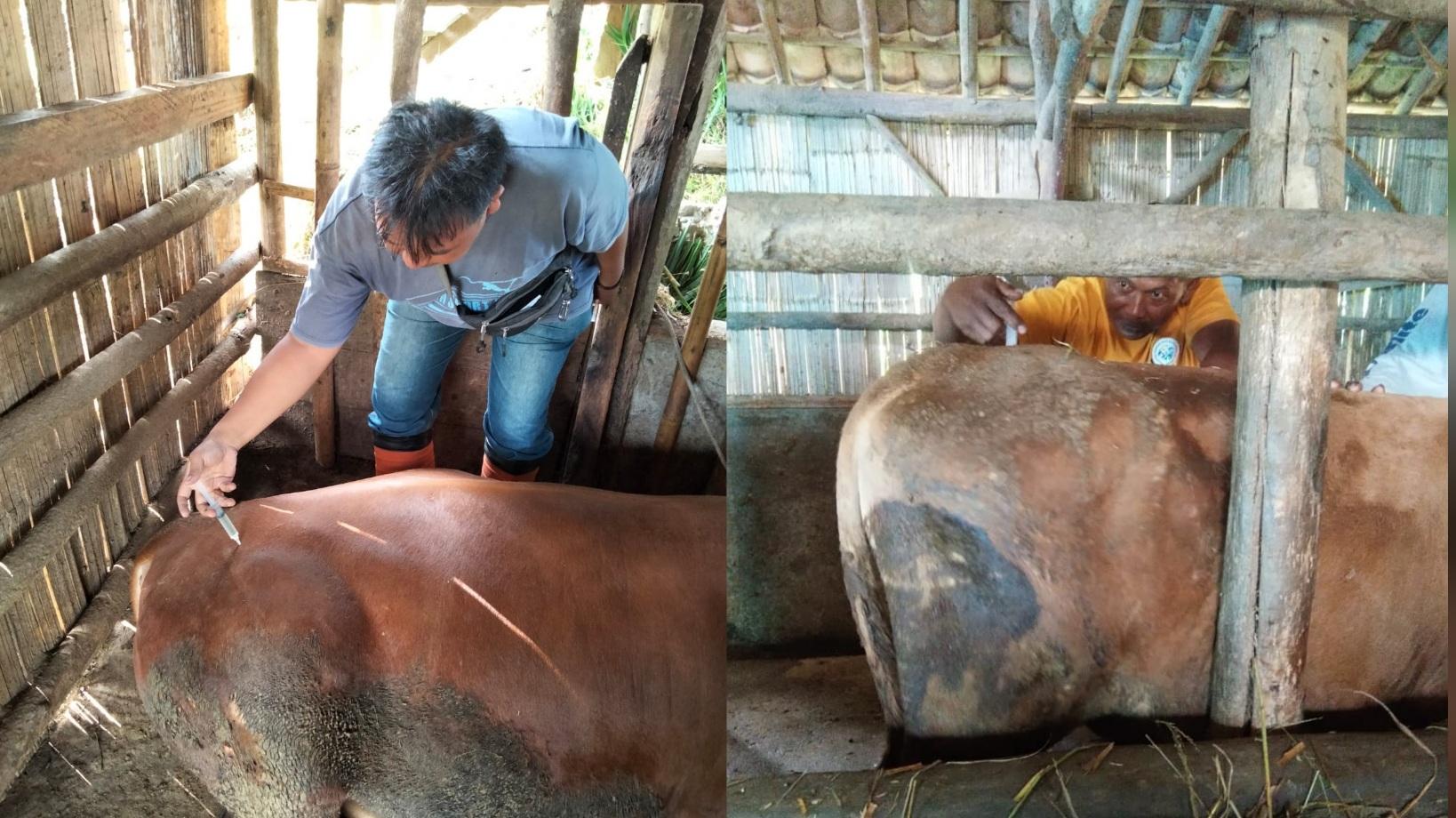 Antisipasi Penyebaran PMK, Disnakan Ciamis Gencarkan Aplikasi Si Patner