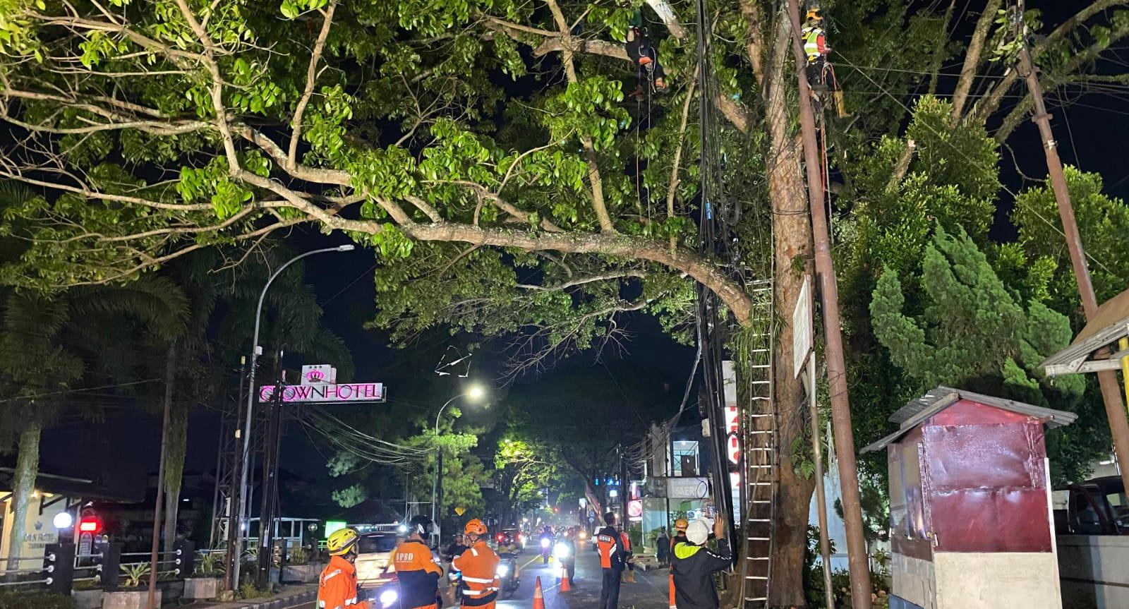 Antisipasi Pohon Tumbang, BPBD Kota Tasikmalaya Lakukan Pemangkasan di Jalan RE. Martadinata