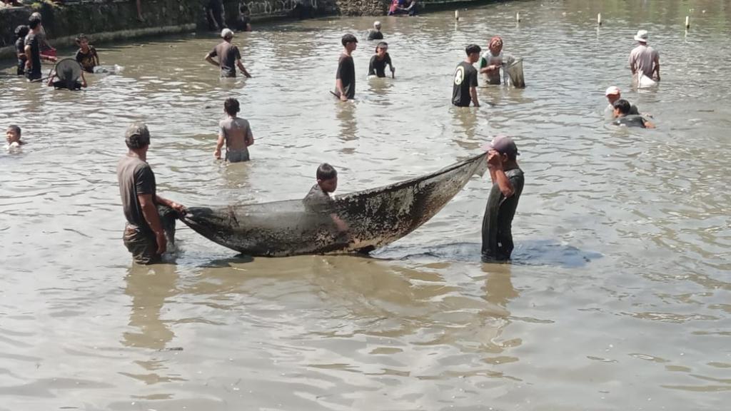 Asep Sopari Rayakan Kemenangan Pilkada dengan Tradisi Ngubek Balong di Cisayong