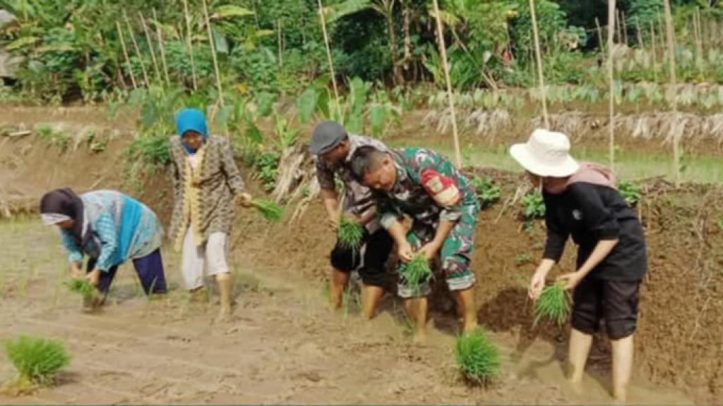 Babinsa Wangunjaya Ciamis Turun ke Sawah, Dukung Percepatan Musim Tanam 2025