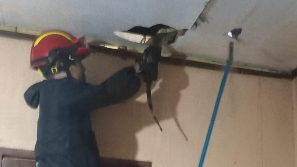 Biawak Besar Muncul di Atap Rumah Warga Ciamis, Damkar Lakukan Evakuasi Cepat dan Aman