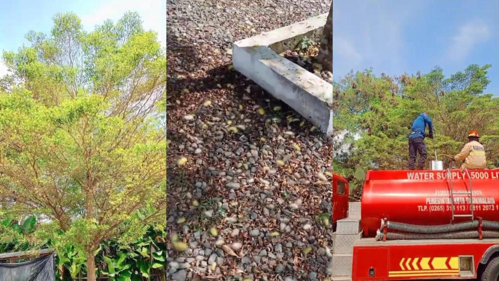 Bikin Merinding! Ratusan Ulat Bulu Serbu Kafe di Tasikmalaya, Damkar Turun Tangan