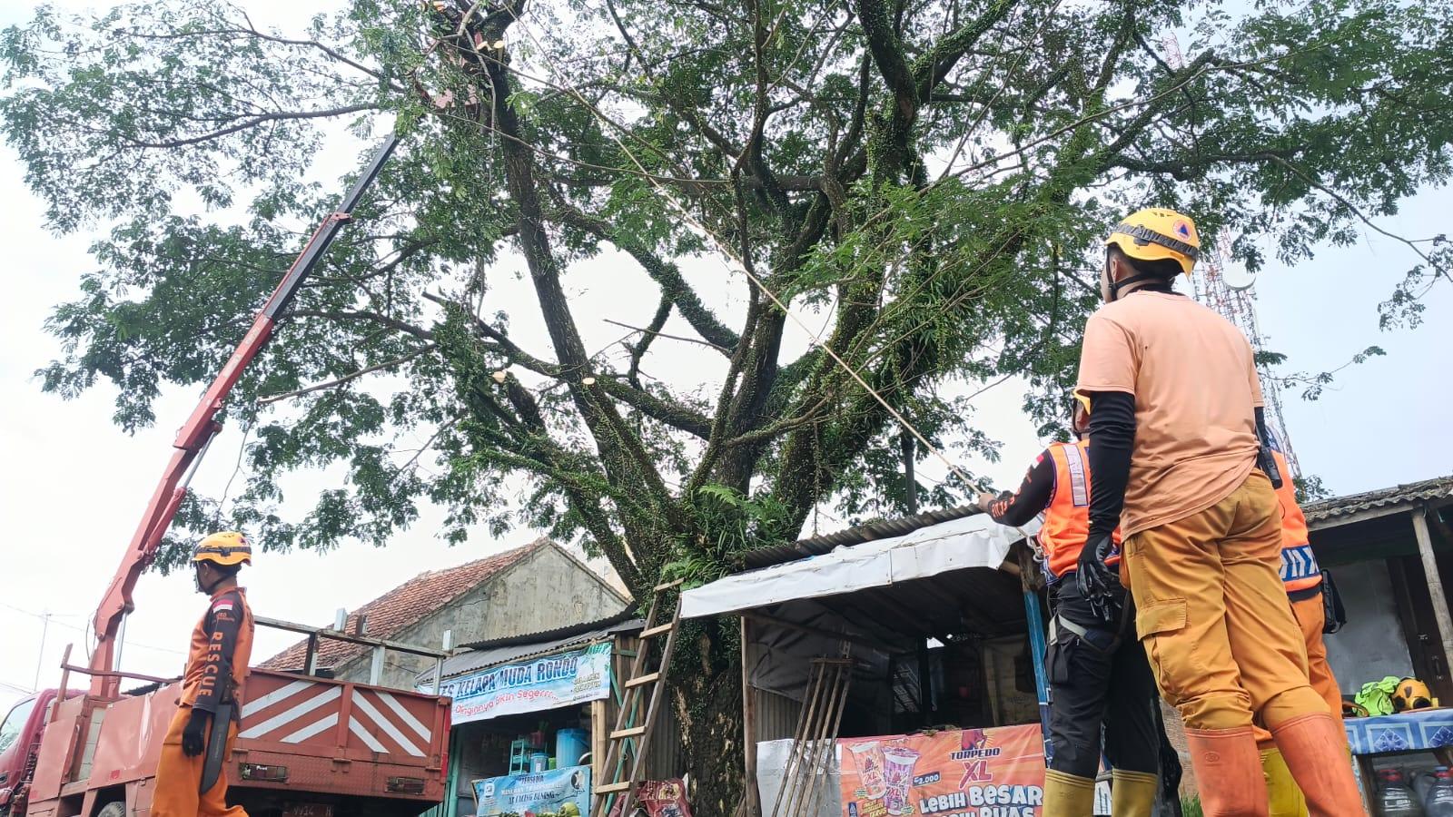 BPBD Pangkas Pohon Rawan Tumbang di Sejumlah Titik di Kota Tasikmalaya