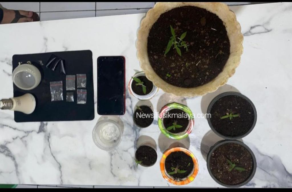 Budidaya Ganja dalam Pot Diungkap Polres Tasikmalaya Kota, Pelaku Belajar Otodidak Lengkap dengan Peralatan Rakitan