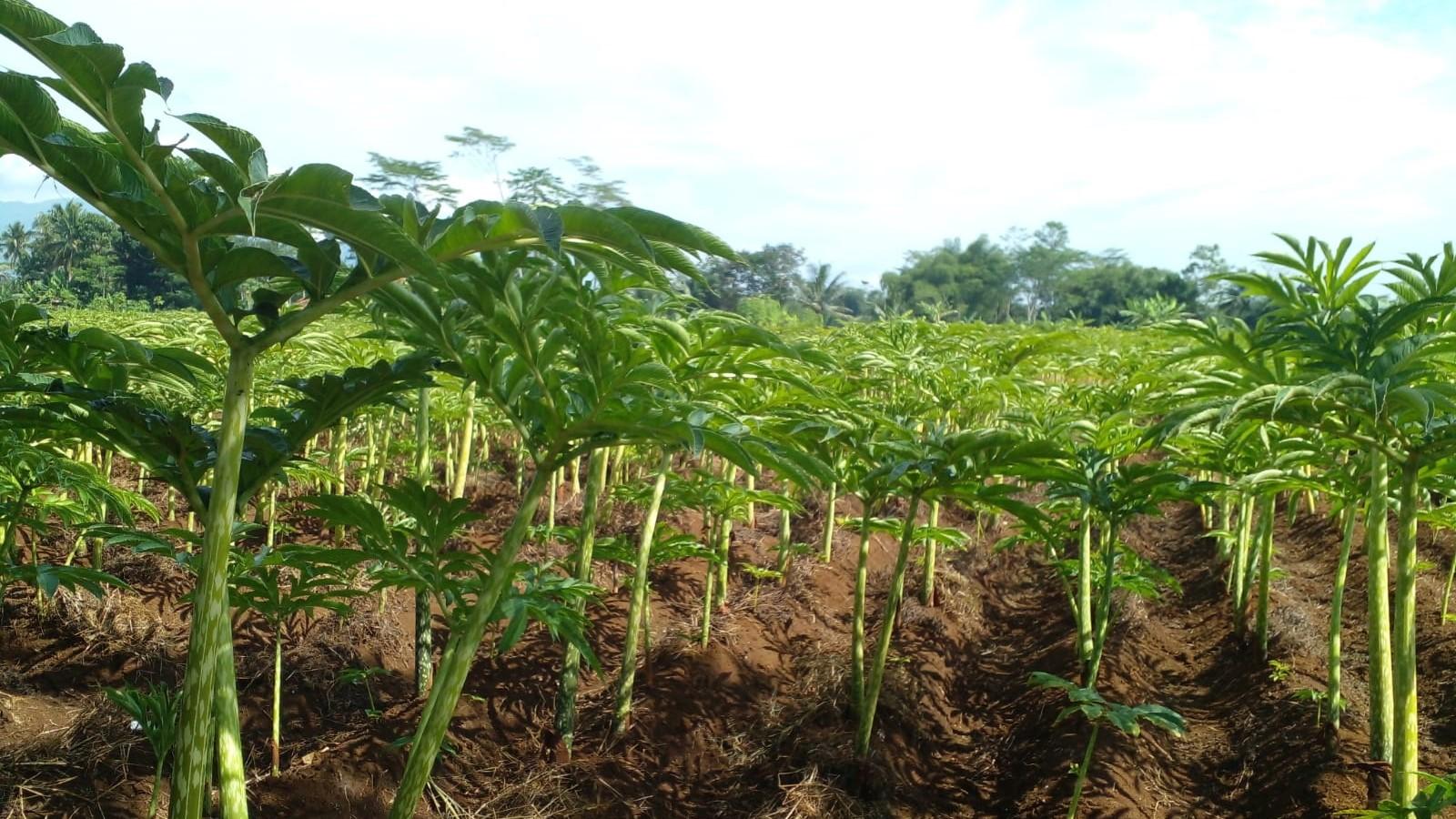 Cerita Petani Porang di Ciamis yang Tak Gentar Meski Harga Anjlok