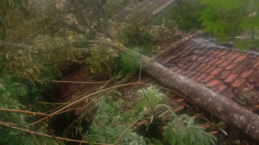 Cuaca Ekstrem Landa Ciamis, Dua Rumah Rusak Akibat Pohon Tumbang