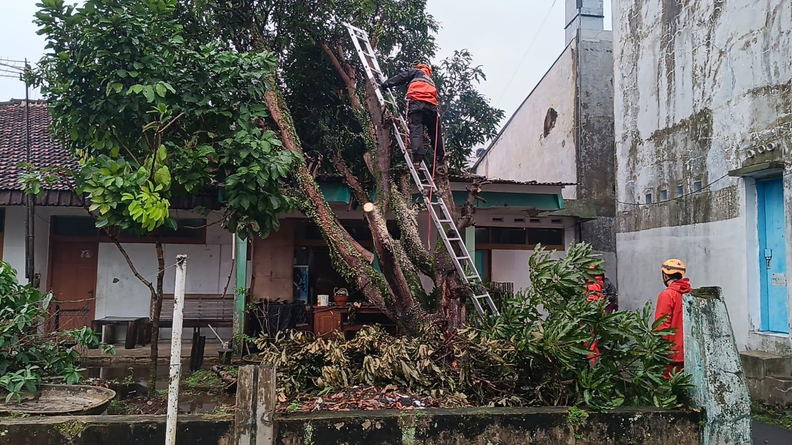 Cuaca Ekstrem Melanda Kota Tasikmalaya, Pohon Tumbang Timpa Dua Rumah di Paseh
