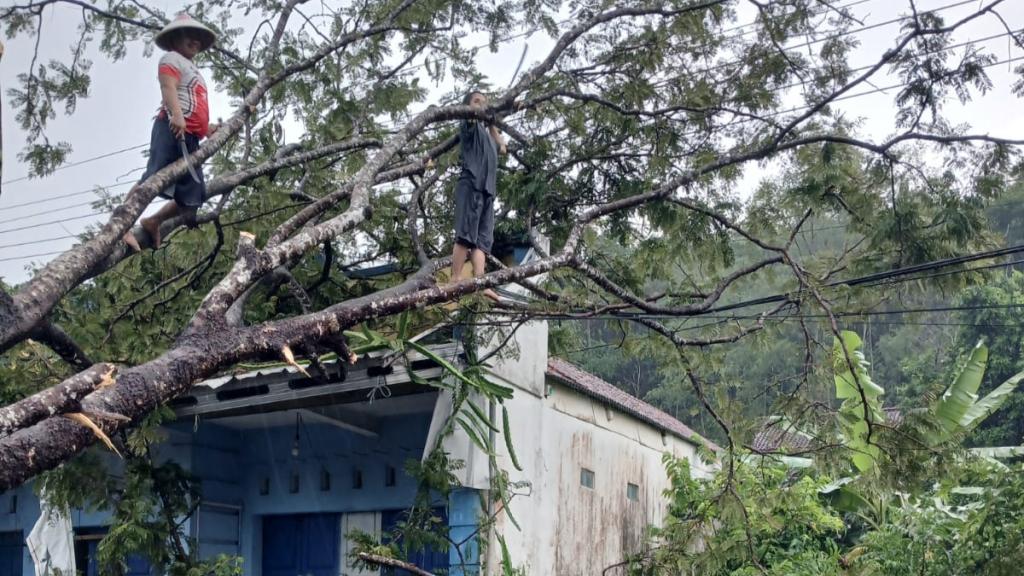 Cuaca Ekstrem Terjang Ciamis, Rumah Warga Tertimpa Pohon Tumbang