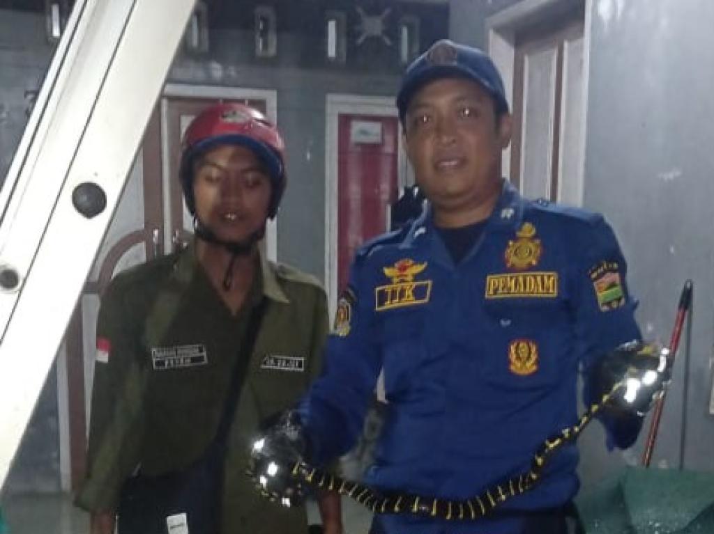 Damkar Ciamis Evakuasi Ular di Pohon, Warga Terhindar dari Bahaya