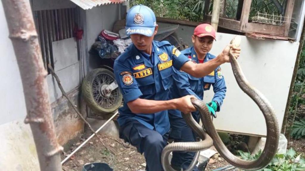 Damkar Ciamis Evakuasi Ular King Kobra Sepanjang 4 Meter