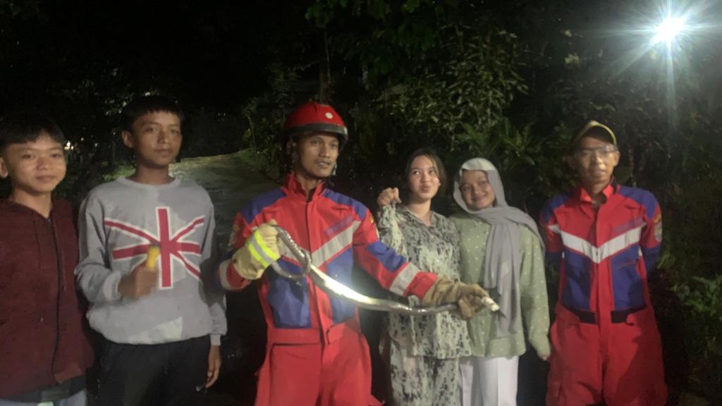 Damkar Ciamis Evakuasi Ular Kobra Sepanjang 1,5 Meter dari Rumah Warga