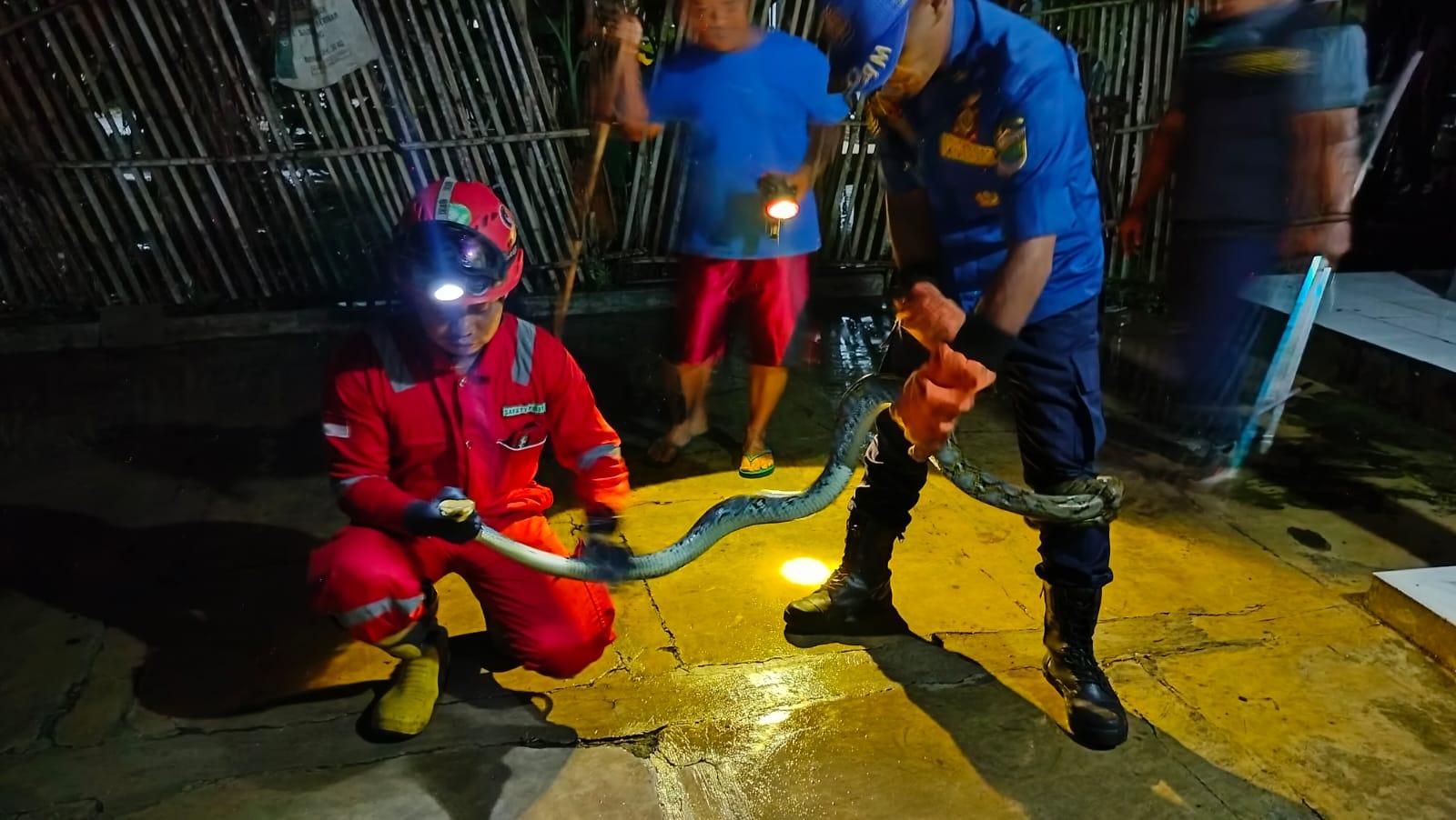 Damkar Ciamis Evakuasi Ular Sanca Kembang Sepanjang 2 Meter di Pamarican