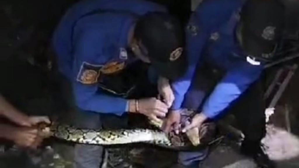 Damkar Kota Banjar Tangkap Ular Sanca 3 Meter yang Mangsa Ayam Warga