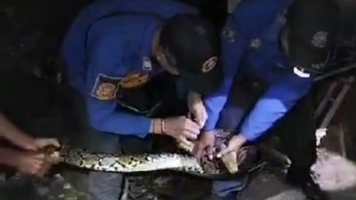 Damkar Kota Banjar Tangkap Ular Sanca 3 Meter yang Mangsa Ayam Warga