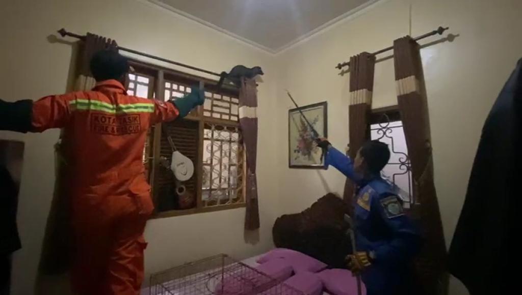 Damkar Kota Tasikmalaya Evakuasi Musang Liar di Rumah Warga
