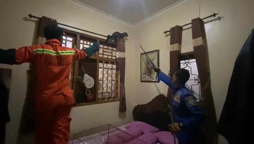 Damkar Kota Tasikmalaya Evakuasi Musang Liar di Rumah Warga