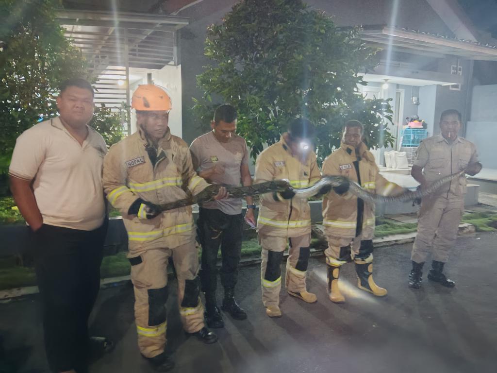 Damkar Kota Tasikmalaya Evakuasi Ular Piton Sepanjang 4 Meter di Perum Andalusia