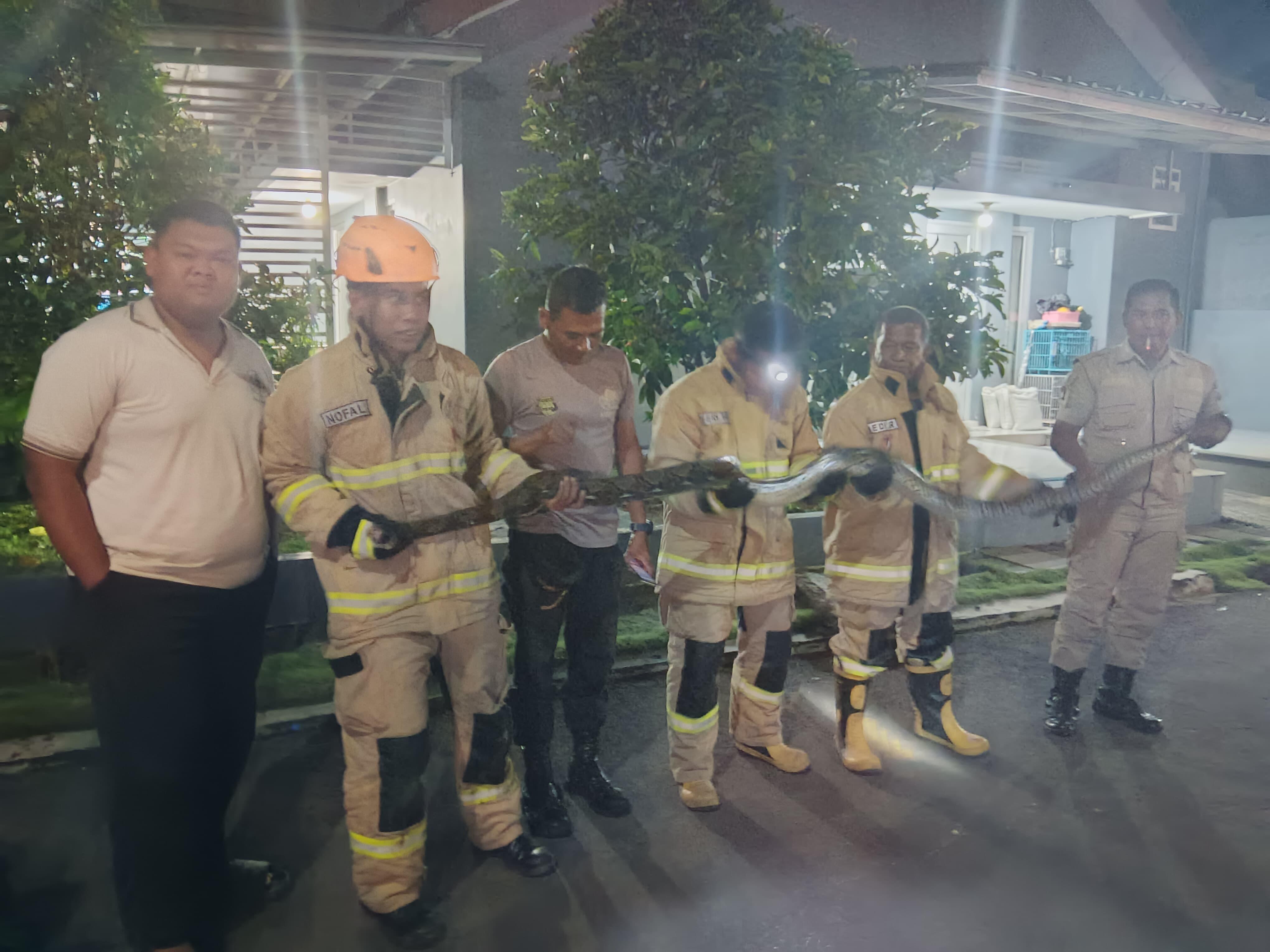 Damkar Kota Tasikmalaya Evakuasi Ular Piton Sepanjang 4 Meter di Perum Andalusia