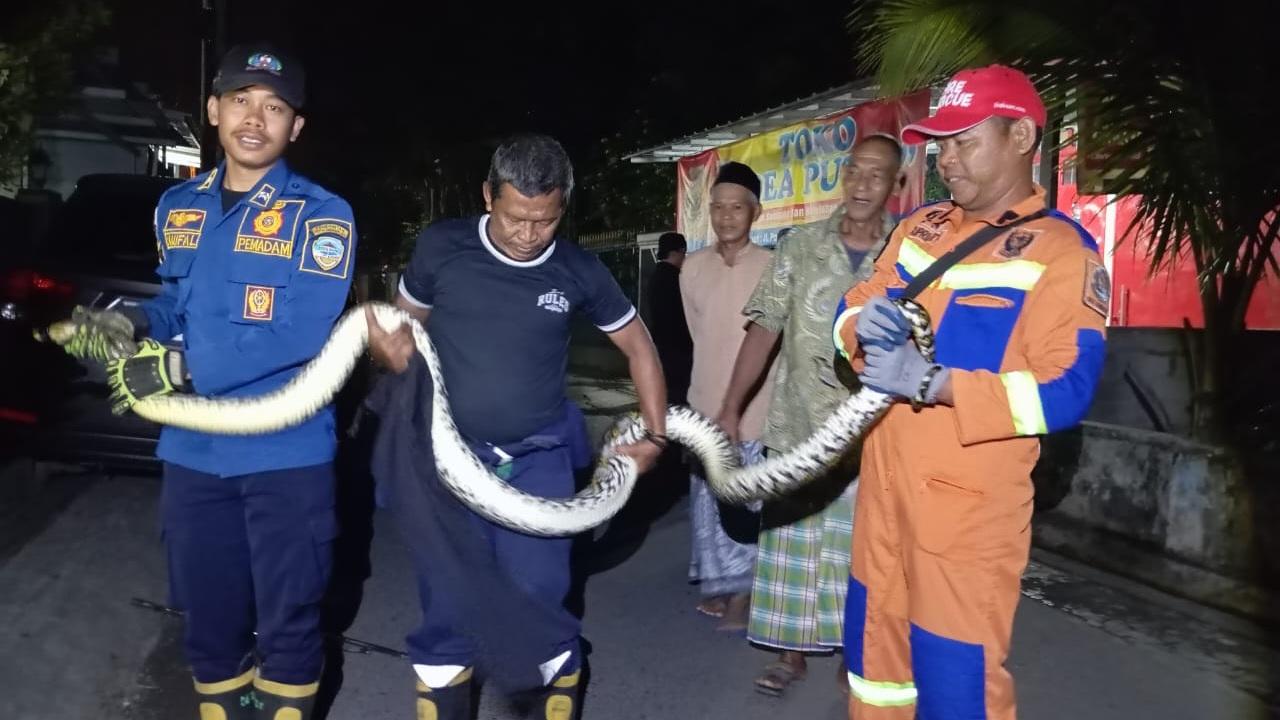 Damkar Kota Tasikmalaya Evakuasi Ular Sanca dan Ular Kobra di Dua Lokasi Berbeda