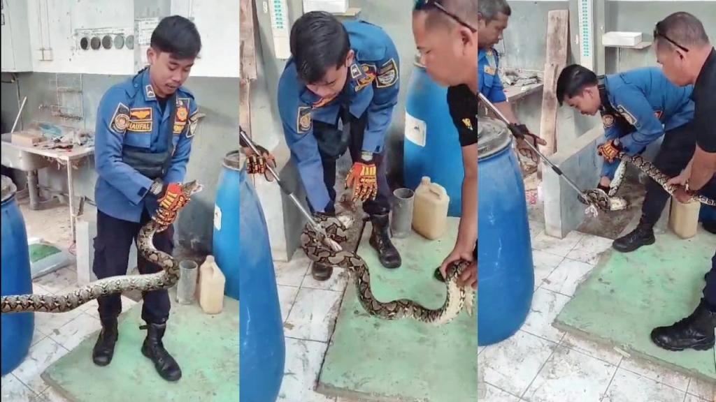 Damkar Kota Tasikmalaya Evakuasi Ular Sanca Kembang Berukuran Besar di Rumah Warga