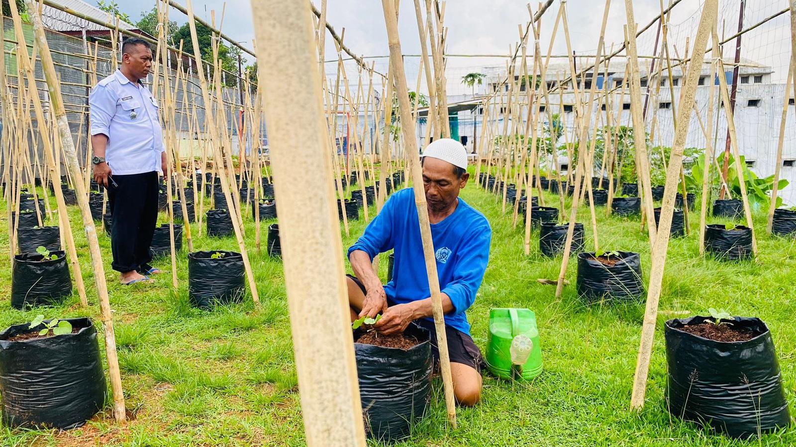 Di Balik Jeruji, WBP Lapas Banjar Panen Harapan Lewat Budidaya Melon