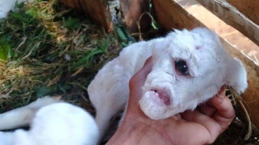 Kelahiran Anak Domba Bermata Satu Hebohkan Warga Cianjur