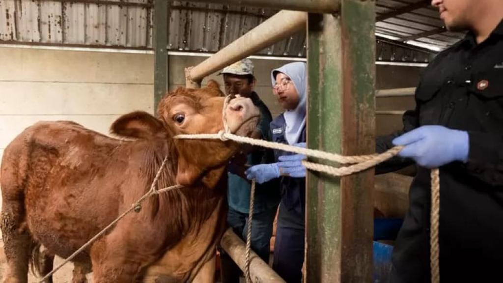 Dua Ekor Sapi di Kota Banjar Terjangkit PMK, Pemerintah Ambil Langkah Cepat