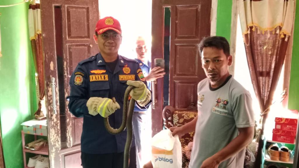 Dua Ekor Ular Koros Ditemukan di Balik Dinding Kamar Rumah Warga di Ciamis