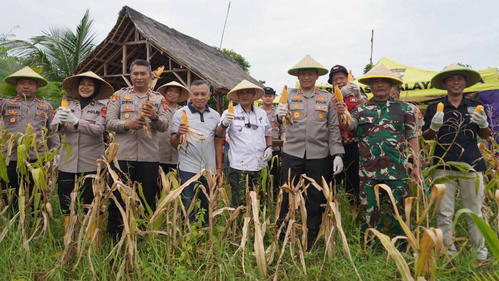 Dukung Ketahanan Pangan, Polres Tasikmalaya Kota Panen Jagung Perdana di Gunungtanjung