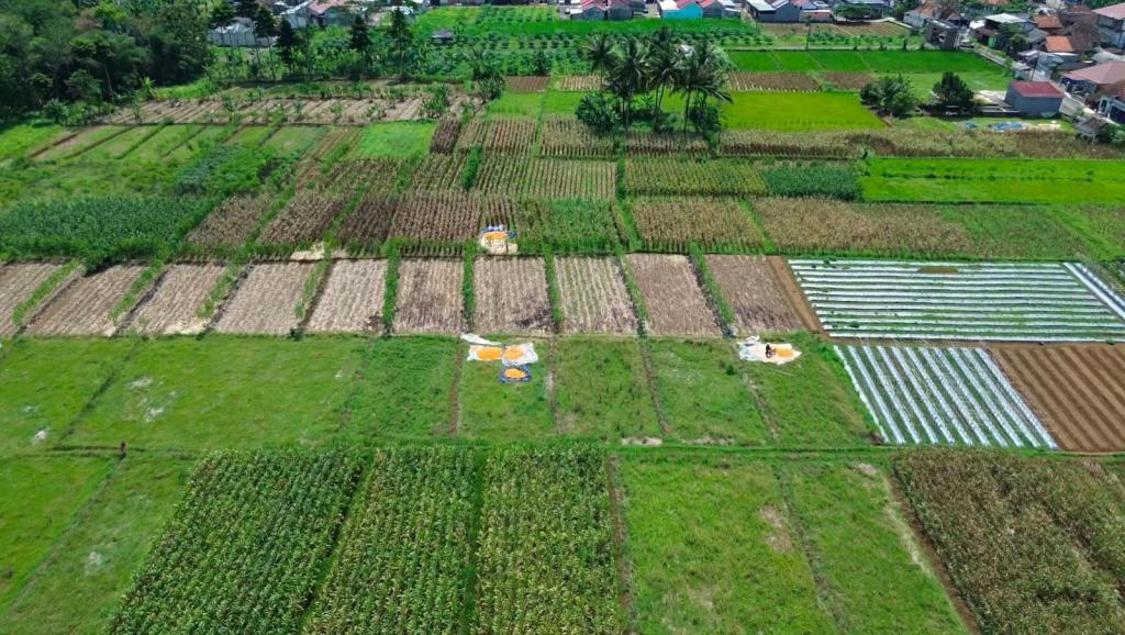 Gunakan Drone, Polsek Cikoneng Pantau Lahan Jagung Jelang Panen Raya