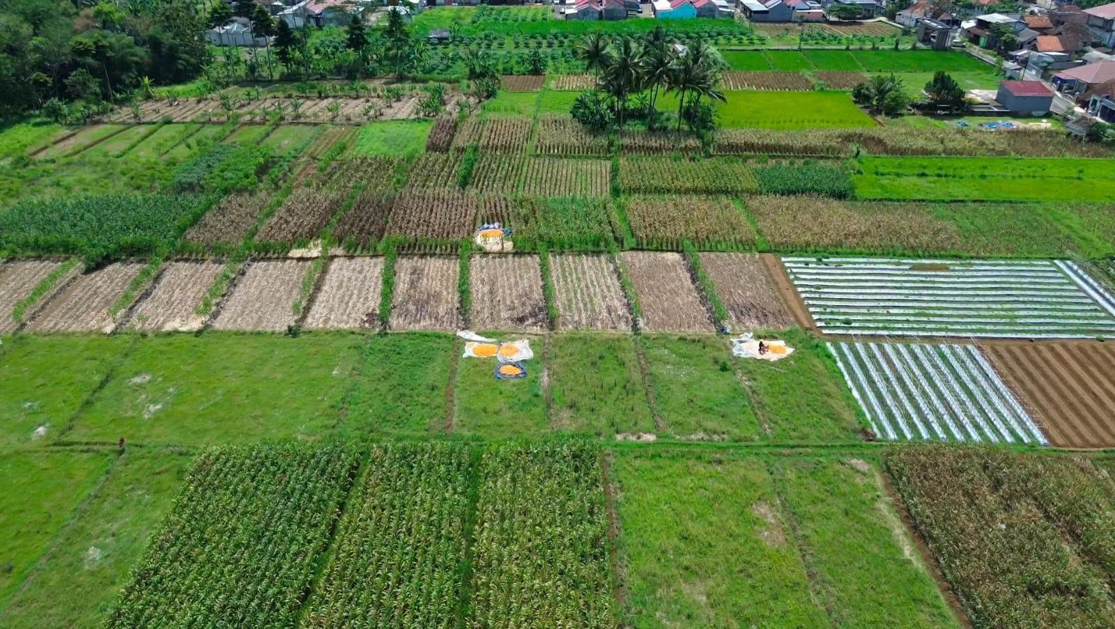 Gunakan Drone, Polsek Cikoneng Pantau Lahan Jagung Jelang Panen Raya