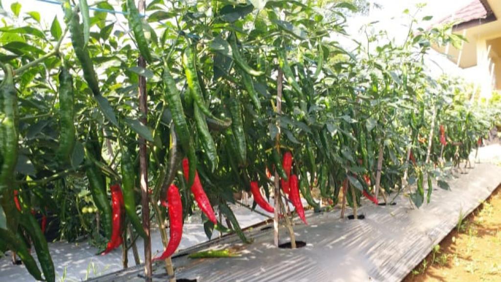 Sempat Melesu, Harga Cabai di Ciamis Mulai Meningkat