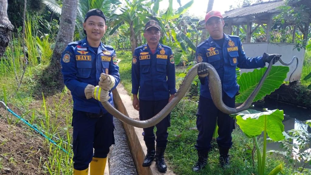Heboh King Kobra 3 Meter Masuk Kolam, Damkar Ciamis Lakukan Evakuasi