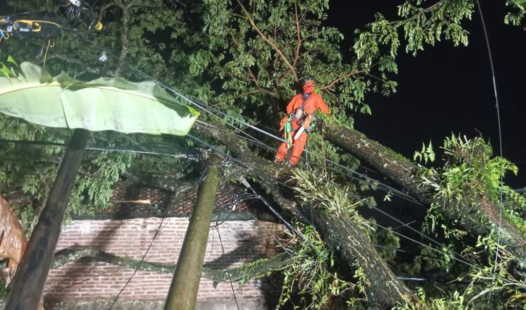 Hujan Deras dan Angin Kencang Terjang Tasikmalaya, Pohon Tumbang Rusak Rumah dan Tutup Jalan
