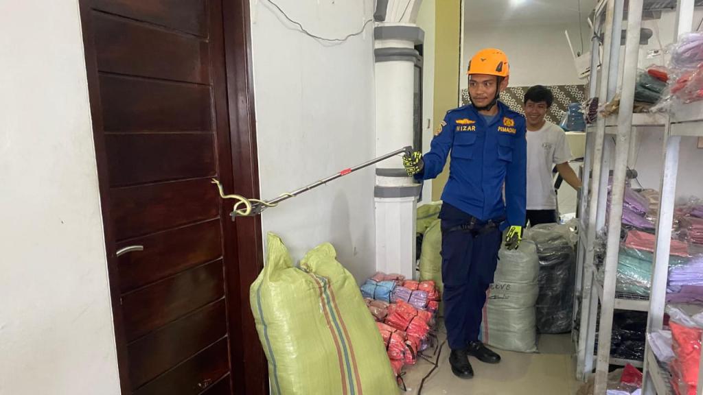 Petugas Damkar Kota Tasikmalaya Evakuasi Ular Welang di Pabrik Konveksi
