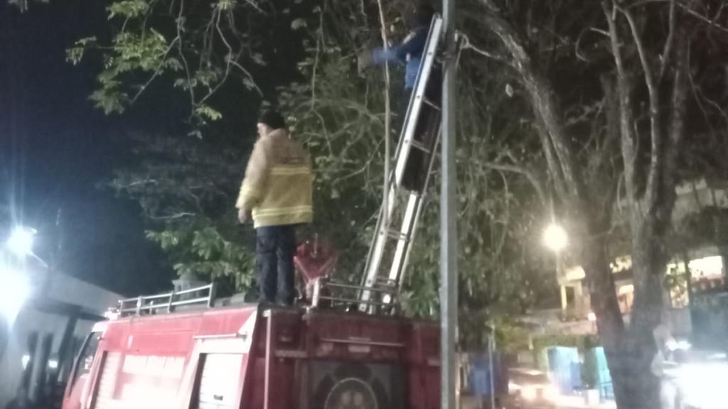 Sarang Tawon Vespa di Kompleks Olahraga Dadaha Dimusnahkan Damkar Kota Tasikmalaya