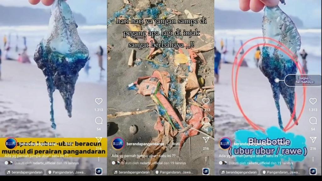 Kemunculan Ubur-ubur Botol Biru di Pangandaran, Pegunjung Diimbau Waspada