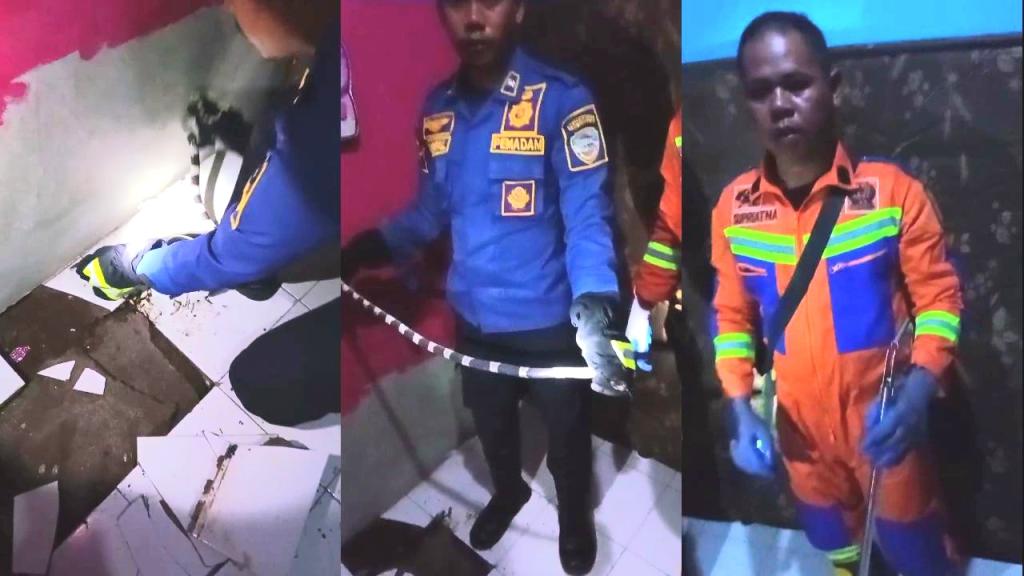 Ular Welang Melintas di Sampingnya saat Tertidur, Warga Kawalu Minta Bantuan ke Damkar Kota Tasikmalaya