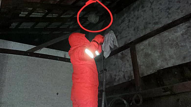 Damkar Kota Tasikmalaya Evakuasi Sarang Tawon Vespa di Sukamaju Kaler