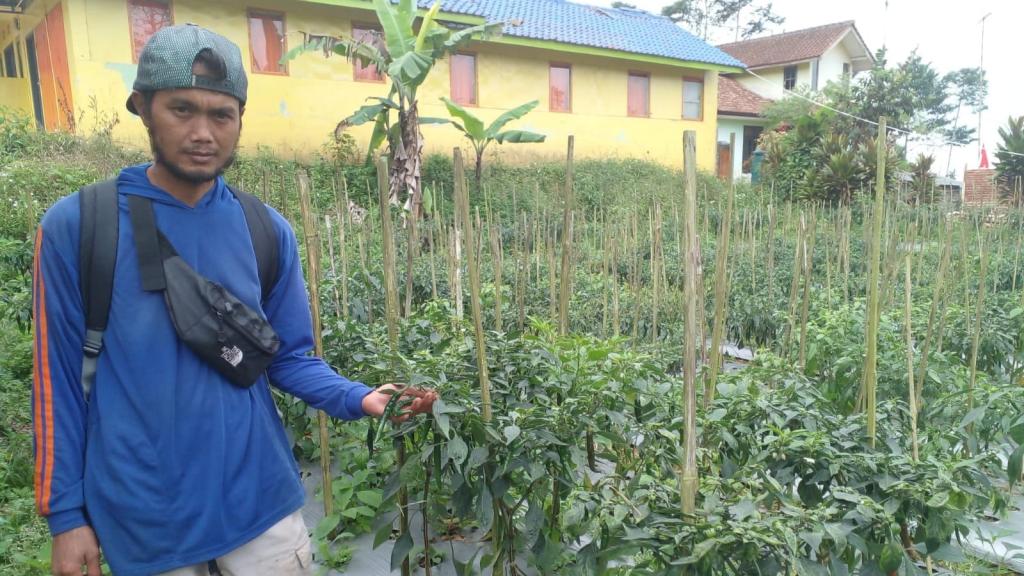 Harga Cabai di Tingkat Petani Ciamis Anjlok Drastis