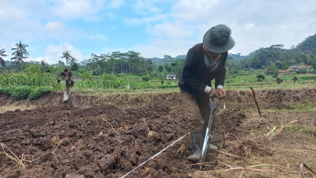 Petani di Sukaraja Tasikmalaya Beralih ke Palawija Akibat Kekeringan