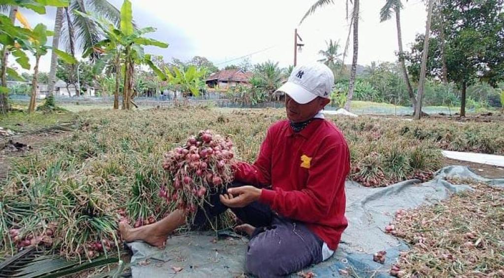 Harga Pasaran Tinggi, Petani Bawang di Kota Banjar Ketiban Untung