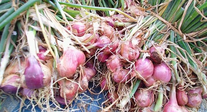 Petani Bawang Merah di Kota Banjar Kesulitan Penuhi Kebutuhan Pasar