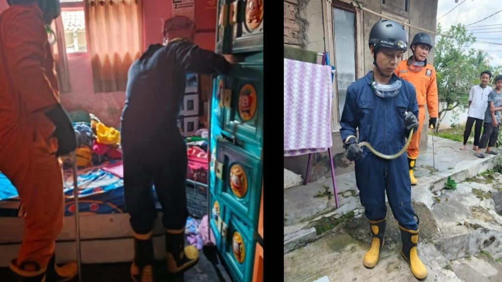 Ular Koros Sepanjang Satu Meter Masuk Kamar Warga Mangkubumi, Damkar Kota Tasikmalaya Lakukan Evakuasi