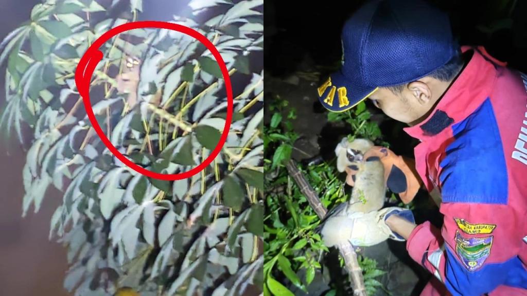 Petugas Damkar Kawali Ciamis Evakuasi Kukang yang Tersesat di Permukiman Warga