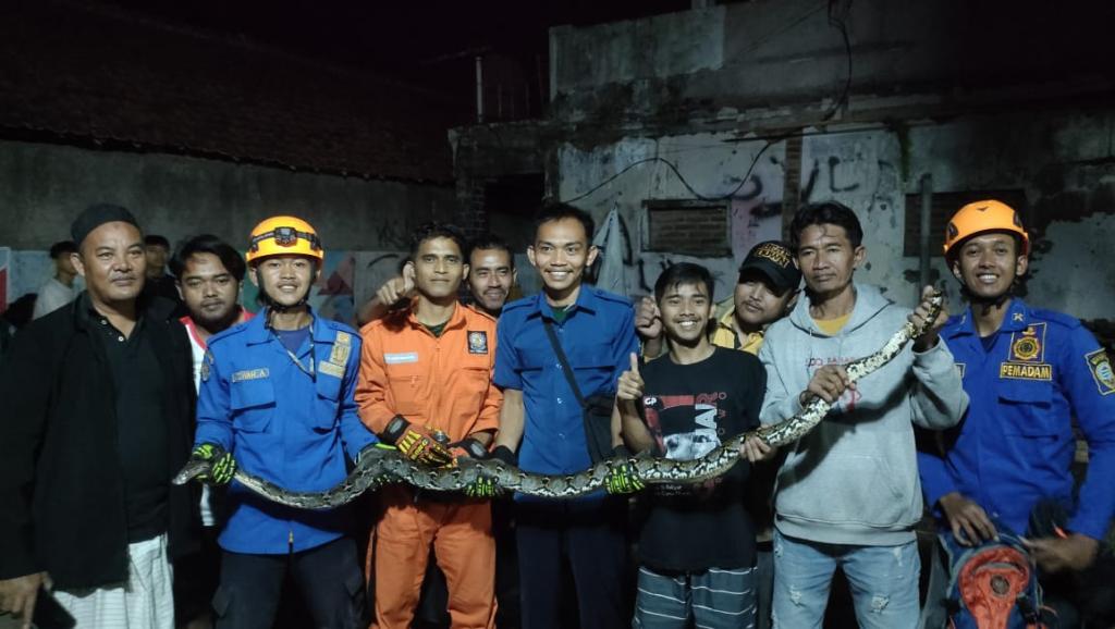 Ular Sanca 2 Meter Masuk Rumah Tengah Malam Bikin Kaget Warga Tamansari Tasikmalaya, Damkar Lakukan Evakuasi