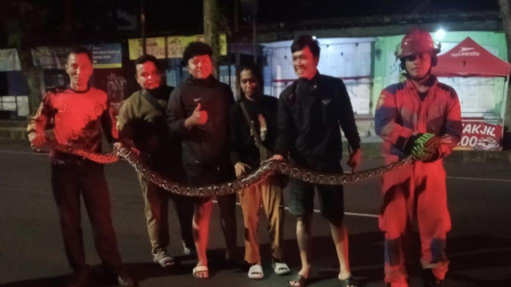 Damkar Ciamis Tangkap Ular Sanca 3,5 Meter yang Berkeliaran di Jalan Raya