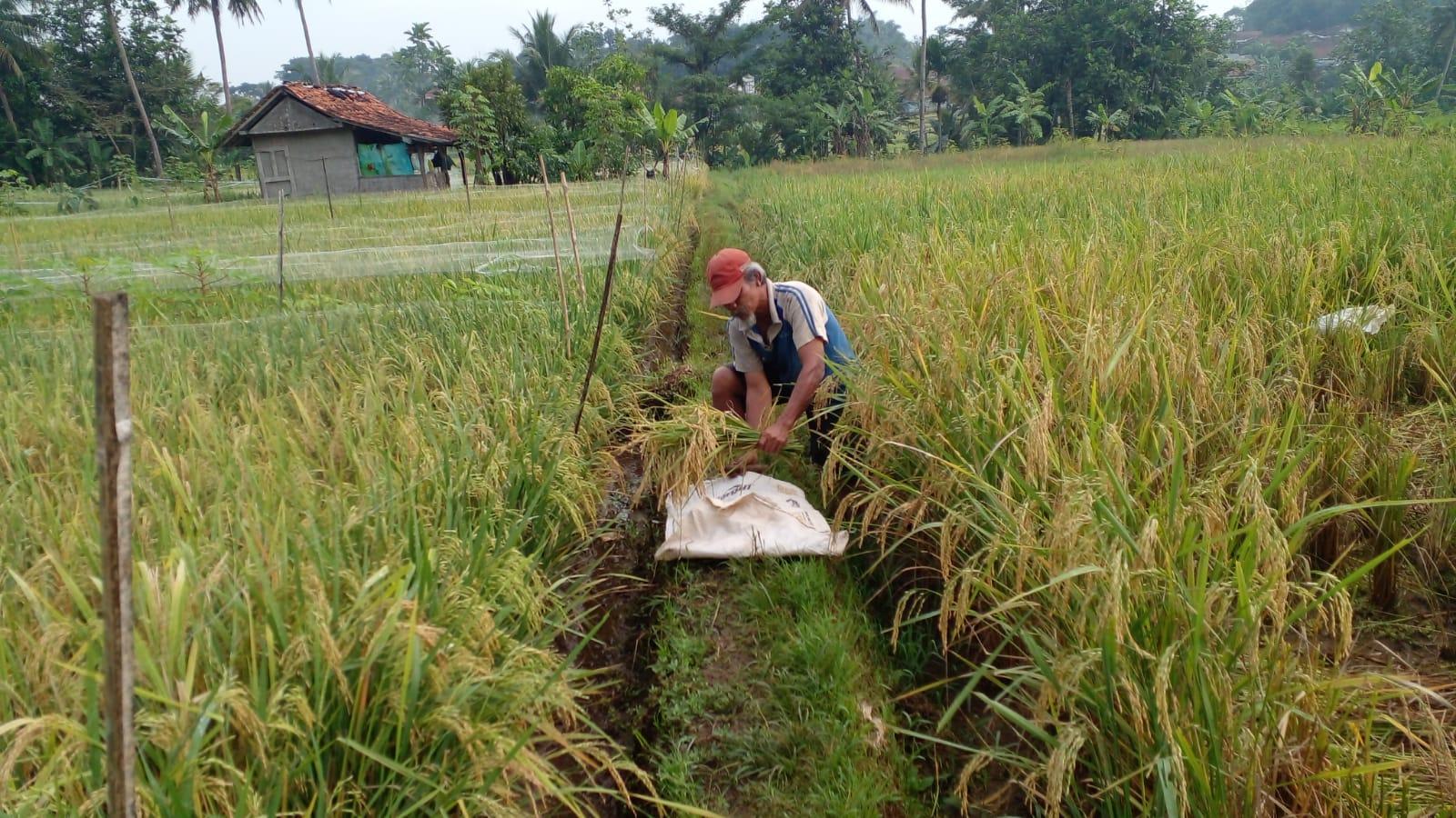 Petani Diminta Lapor Jika Bulog Menolak Beli Gabah Sesuai HET